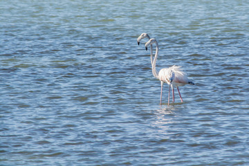 A pair of flamingos in Amvrakikos sea