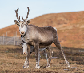 Two reindeer  - mother with child - family close together