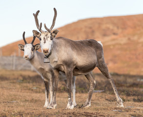 Two reindeer  - mother with child