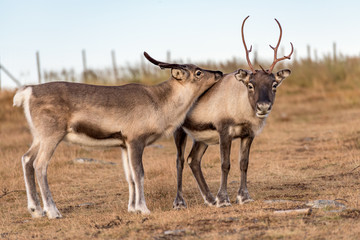 Two reindeer  - mother with child - family close together