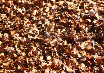 background of dried fall leaves