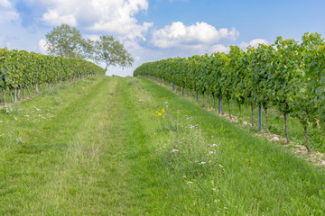 Naklejka premium Vineyards in the harvest season in Rhein-Hessen in Rhineland-Palatinate, Germany