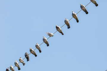 flock of pigeons