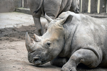 Obraz premium big gray rhino at the zoo