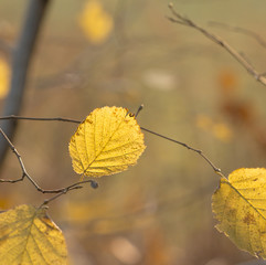 Buchenblätter im Herbst