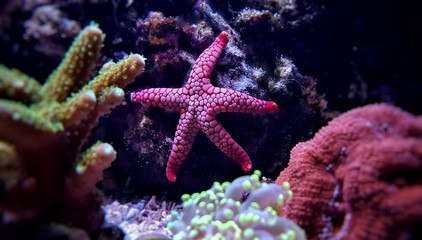 Red fromia elegance starfish