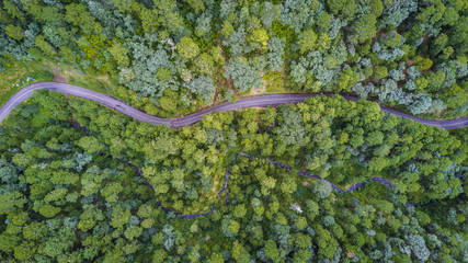 aerial of forest with road - 175124702