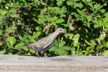 white winged Dove