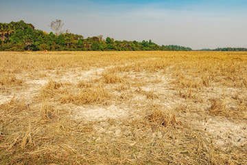 Dry grass at the field outside Siem Reap, Cambodia. Dry season without rain