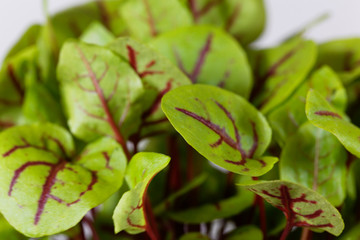 Leaves of a wood dock (Rumex sanguineus)