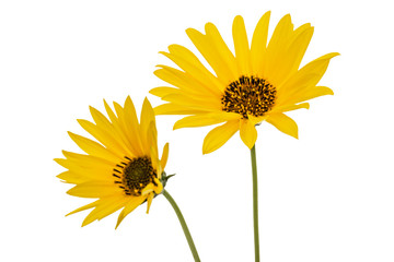 Two yellow flowers, isolated on white background