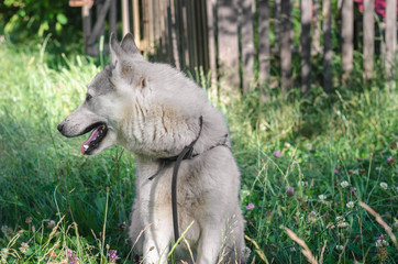 Fototapeta premium A beautiful Siberian Laika puppy on the grass. Portrait of cute happy siberian laika.