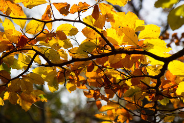 Naklejka na ściany i meble tree branch with yellow leaves in autumn