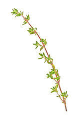 Branch of thyme isolated on a white background