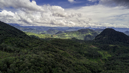scenic view of forest