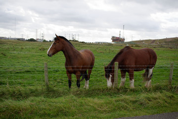 Fototapeta premium horse eating