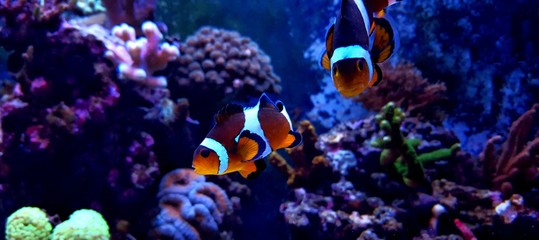Fototapeta na wymiar Aquarium popular fish
