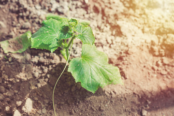 Seedling cucumber in hotbed foil. Close up macro image