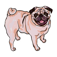 Illustration of dog breed Pug