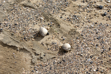 shells on a beach