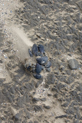 snails in the sand