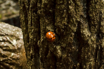 The Ladybug on the Tree Bark