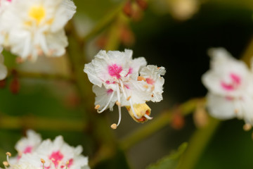 Flowers of a Horse chestnut tree