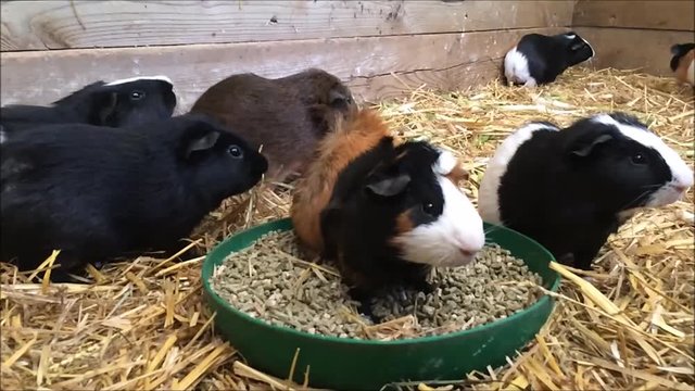 Cute pet Guinea pigs in their enclosure eating food for rodents  