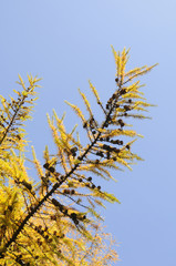 goldener L&auml;rchenzweig vor blauem Himmel