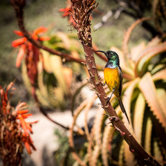 Orange-breasted sunbird