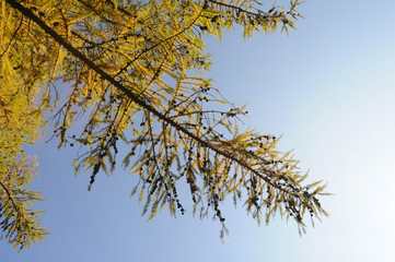 goldener Lärchenzweig vor blauem Himmel