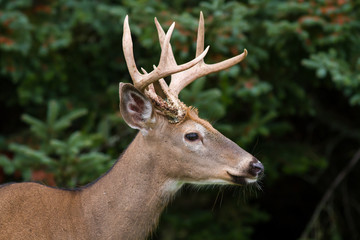 Fototapeta premium Whitetail Deer Buck