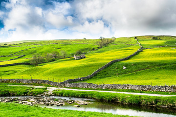 Fototapeta premium Buttercup Fields