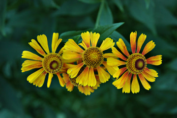 yellow flowers