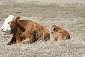 Cows and calf in a green field of grass in the spring.

