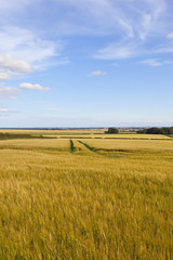 Obraz premium tyre tracks in barley