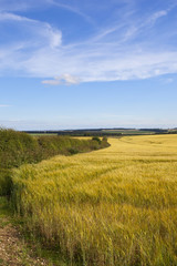 hedgerow and barley