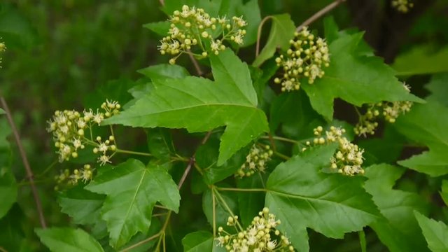 Flowering snowball tree in the wind. Video the static camera. Viburnum opulus