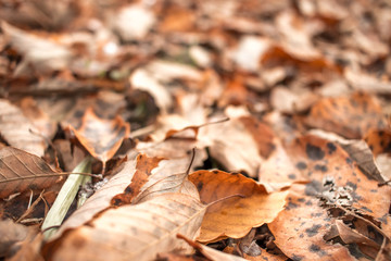 Fallen Leaves at the Forest in Nagano, Japan