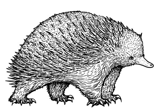 Echidna illustration, drawing, engraving, ink, line art, vector