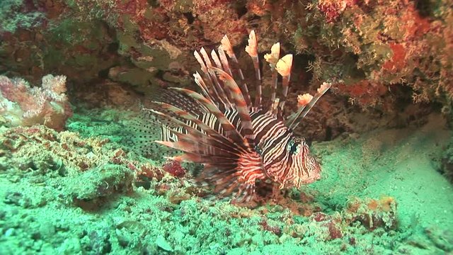 POV, lionfish floats on seafloor
