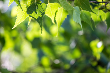 Fototapeta na wymiar Green Birch Leaves