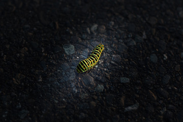 caterpillar