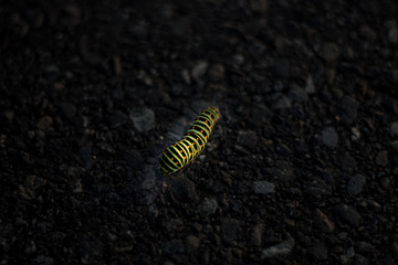 caterpillar on black background