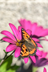Orange butterfly sitting on purple flower