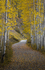 Road in Aspen forest in Autumn ,Colorado