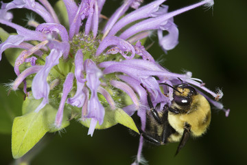 Bumble bee foraging on lavender flowers of bee balm, Connecticut.