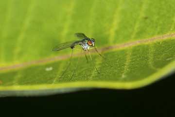 Long legged fly on a milkweed leaf in Vernon, Connecticut.