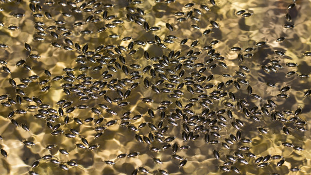 water bugs Gyrinus on the surface of the mountain river gather in a flock and quickly move