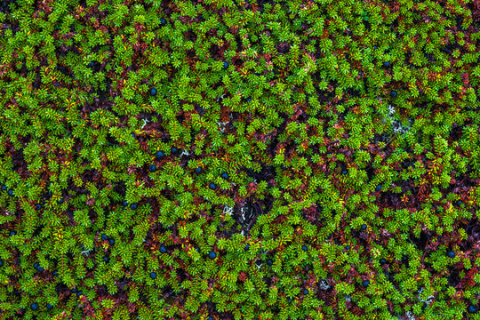 Black crowberry (Empetrum nigrum)